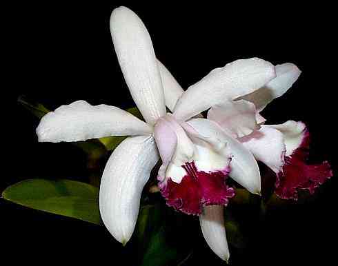 Cattleya intermedia vinicolor
